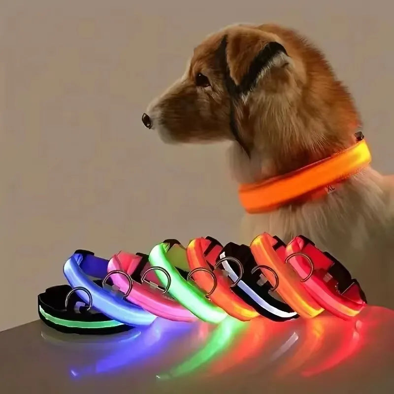 LED light-up dog collar displayed in multiple colors on a dog for nighttime visibility.