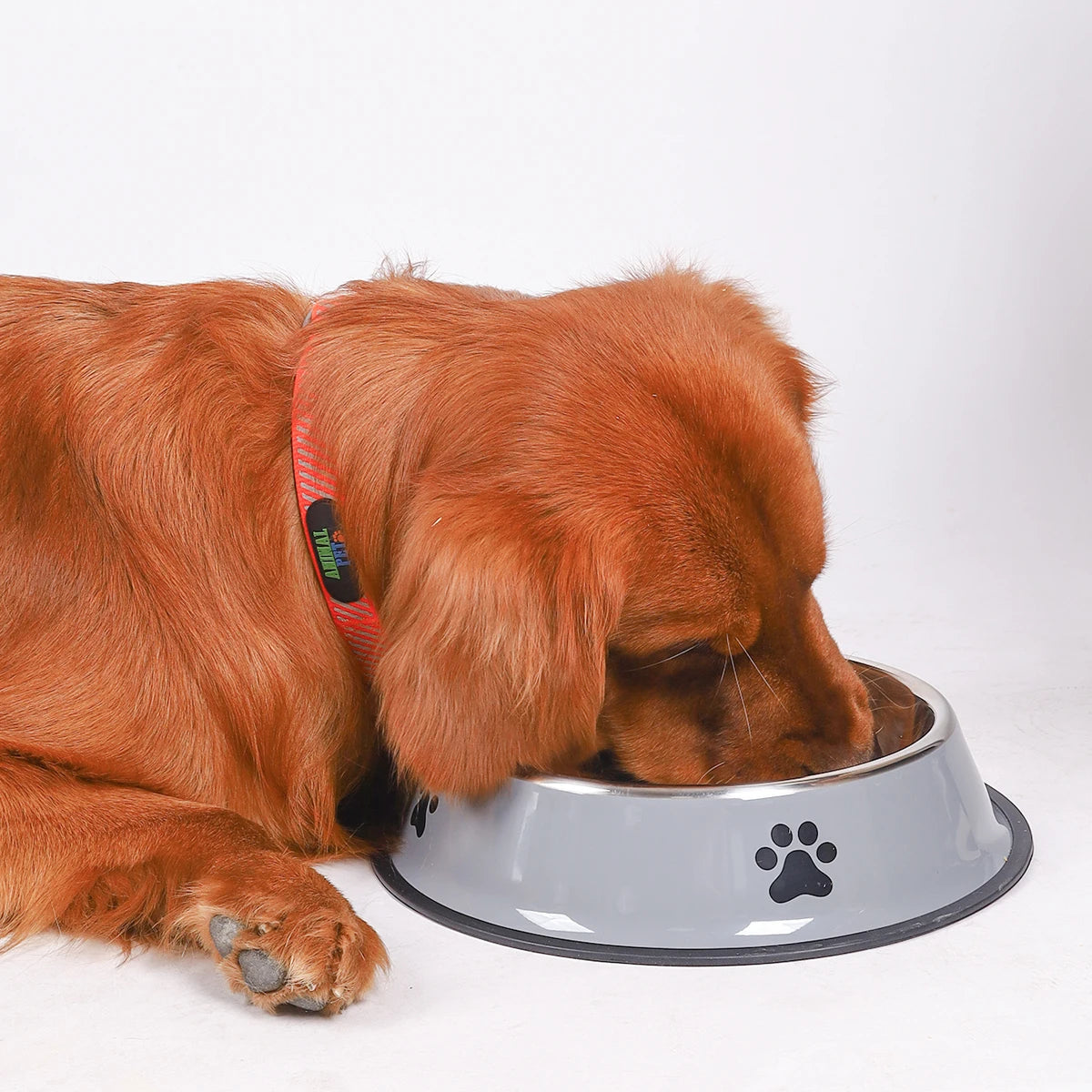 Stainless Steel Dog & Cat Bowls – Non Slip, Rust-Resistant Pet Feeding Bowl