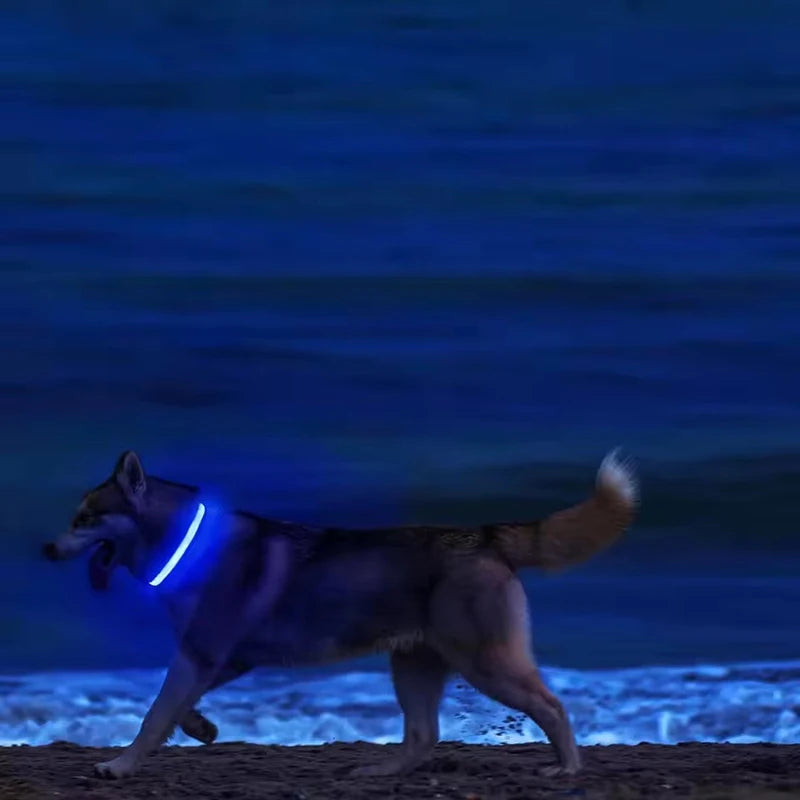 Dog wearing a blue LED light-up collar at the beach at night